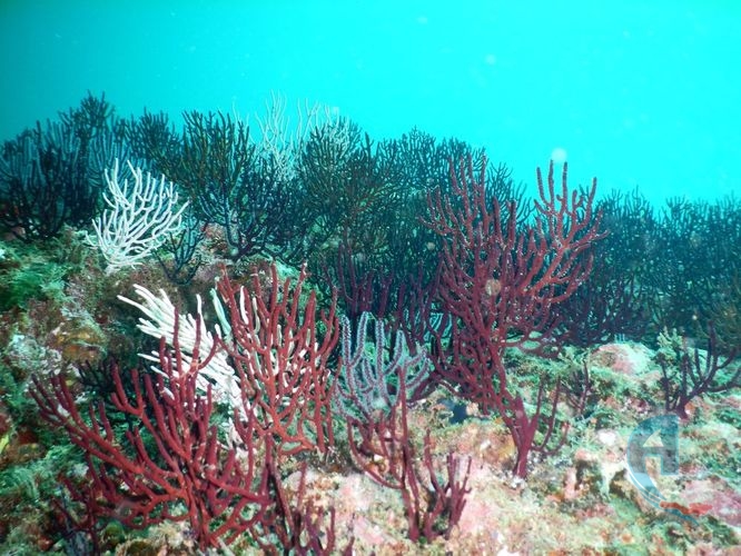 corales negros en el caribe